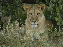 Western_Corridor_(Kirawira)2003-092